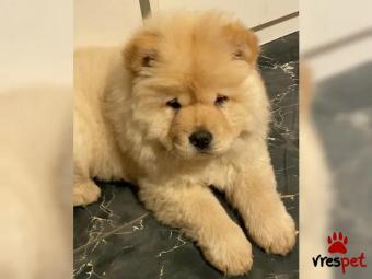 Ράτσα: Τσόου Τσόου - Chow chow | Ηλικία: 2 μηνών | Φύλο: Αρσενικό | Αρ. Microchip: 847339293 | Περιοχή: Αθήνα, Αττική