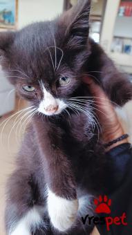 Ράτσα: Γάτα του Αιγαίου | Ηλικία: 2 μηνών | Φύλο: Αρσενικό | Αρ. Microchip: 0000000000 | Ιδιώτης | Περιοχή: Θεσσαλονίκη, Θεσσαλονίκη