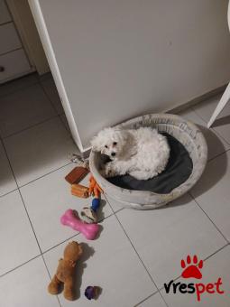 Ράτσα: Μαλτέζ - Maltese | Ηλικία: 8 μηνών | Φύλο: Θηλυκό | Αρ. Microchip: δεν έχει | Περιοχή: Αττική