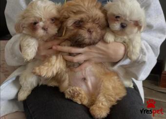 Ράτσα: Σιχ Τσού - Shih Tzu | Ηλικία: 3 μηνών | Φύλο: Θηλυκό | Αρ. Microchip: 9737994690226 | Ιδιώτης | Εκπαιδευμένο | Pedigree | Περιοχή: Αττική