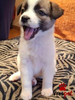 Ράτσα: Άγνωστο - Ημίαιμο | Ηλικία: 2 μηνών | Φύλο: Θηλυκό | Αρ. Microchip: 00000000000  | Περιοχή: Άλιμος, Αττική