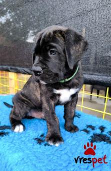 Ράτσα: Κανέ Κόρσο - Cane Corso | Ηλικία: 3 μηνών | Φύλο: Αρσενικό | Αρ. Microchip: 985113009734728 | Ιδιώτης | Εκπαιδευμένο | Pedigree | Περιοχή: Αθήνα, Αττική