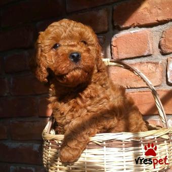 Ράτσα: Κανίς Βερικοκί - Caniche apricot | Ηλικία: 3 μηνών | Φύλο: Θηλυκό | Αρ. Microchip: 9790260692302 | Ιδιώτης | Εκπαιδευμένο | Περιοχή: Αθήνα, Αττική