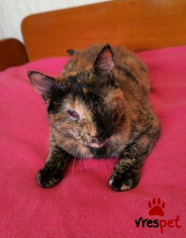 Ράτσα: Άγνωστο - Ημίαιμο | Ηλικία: 1 έτους | Φύλο: Θηλυκό | Αρ. Microchip: 90009823202542 | Ημίαιμο | Περιοχή: Ελευσίνα, Αττική