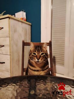 Ράτσα: Άγνωστο - Ημίαιμο | Ηλικία: 3 ετών | Φύλο: Αρσενικό | Αρ. Microchip: 90009823202543 | Περιοχή: Ελευσίνα, Αττική