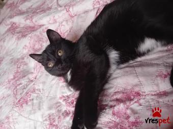 Ράτσα: Άγνωστο - Ημίαιμο | Ηλικία: 4 μηνών | Φύλο: Θηλυκό | Αρ. Microchip: 900000000000000 | Ημίαιμο | Περιοχή: Πεύκη, Αττική