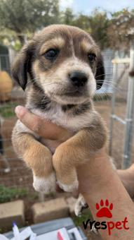 Ράτσα: Άγνωστο - Ημίαιμο | Ηλικία: 2 μηνών | Φύλο: Θηλυκό | Αρ. Microchip: 0 | Ημίαιμο | Περιοχή: Γλυφάδα, Αττική