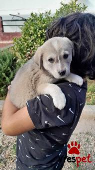 Ράτσα: Ελληνικός Ποιμενικός - Greek Shepherd | Ηλικία: 2 μηνών | Φύλο: Θηλυκό | Αρ. Microchip: 9400034569584 | Ημίαιμο | Περιοχή: Λαυρεωτική, Αττική