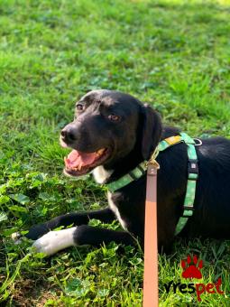 Ράτσα: Λαμπραντόρ - Labrador | Ηλικία: 2 ετών | Φύλο: Θηλυκό | Αρ. Microchip: 0 | Ημίαιμο | Περιοχή: Γλυφάδα, Αττική