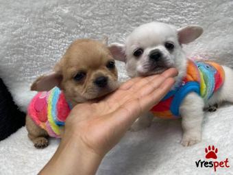 Ράτσα: Τσιχουάουα - Chihuahua | Ηλικία: 3 μηνών | Φύλο: Θηλυκό | Αρ. Microchip: 4518890367 | Ιδιώτης | Εκπαιδευμένο | Pedigree | Περιοχή: Αττική