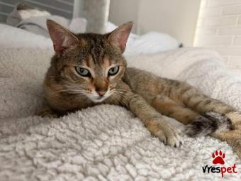 Ράτσα: Άγνωστο - Ημίαιμο | Ηλικία: 2 ετών | Φύλο: Θηλυκό | Αρ. Microchip: - | Περιοχή: Νέα Σμύρνη, Αττική