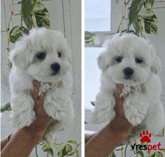 Ράτσα: Μαλτέζ - Maltese | Ηλικία: 2 μηνών | Φύλο: Αρσενικό | Αρ. Microchip: 941000011449195 | Περιοχή: Καλαμαριά, Θεσσαλονίκη