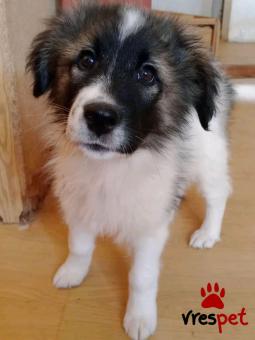 Ράτσα: Άγνωστο - Ημίαιμο | Ηλικία: 4 μηνών | Φύλο: Θηλυκό | Αρ. Microchip: 0000000 | Περιοχή: Κορδελιό Εύοσμος, Θεσσαλονίκη