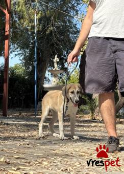 Ράτσα: Άγνωστο - Ημίαιμο | Ηλικία: 4 μηνών | Φύλο: Θηλυκό | Αρ. Microchip: - | Περιοχή: Νέα Σμύρνη, Αττική