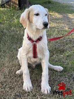 Ράτσα: Άγνωστο - Ημίαιμο | Ηλικία: 3 μηνών | Φύλο: Αρσενικό | Αρ. Microchip: - | Περιοχή: Κιλκίς, Μακεδονία