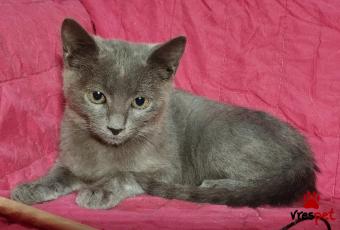 Ράτσα: Ρωσική Μπλε | Ηλικία: 2 μηνών | Φύλο: Θηλυκό | Αρ. Microchip: 96600001568 | Περιοχή: Παιανία, Αττική