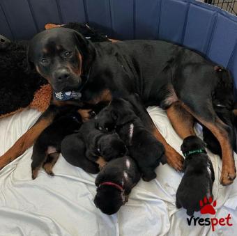 Ράτσα: Ροτβάϊλερ - Rottweiler | Ηλικία: 2,5 μηνών | Φύλο: Αρσενικό | Αρ. Microchip: 985113009734766 | Ιδιώτης | Εκπαιδευμένο | Pedigree | Περιοχή: Αθήνα, Αττική