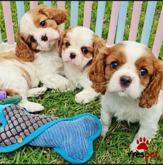 Ράτσα: Σπάνιελ Βασιλιά Καρόλου Καφέ - King Charles Spaniel | Ηλικία: 3 μηνών | Φύλο: Θηλυκό | Αρ. Microchip: 92207540023804 | Ιδιώτης | Εκπαιδευμένο | Pedigree | Περιοχή: Αθήνα, Αττική