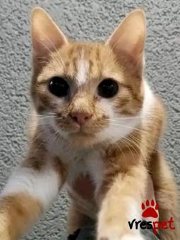 Ράτσα: Άγνωστο - Ημίαιμο | Ηλικία: 4 μηνών | Φύλο: Αρσενικό | Αρ. Microchip: - | Περιοχή: Κιλκίς, Μακεδονία