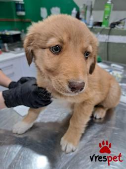 Ράτσα: Άγνωστο - Ημίαιμο | Ηλικία: 3 μηνών | Φύλο: Αρσενικό | Αρ. Microchip: 0 | Ημίαιμο | Περιοχή: Γλυφάδα, Αττική