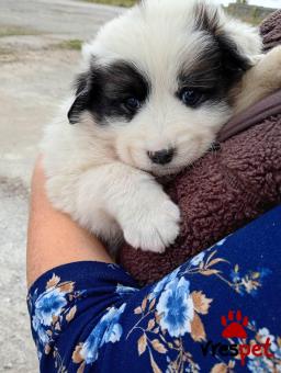 Ράτσα: Ελληνικός Ποιμενικός - Greek Shepherd | Ηλικία: 2 μηνών | Φύλο: Αρσενικό | Αρ. Microchip: 0000000000000000000000 | Περιοχή: Διόν Όλυμπος, Μακεδονία