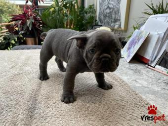 Ράτσα: Γαλλικό Μπουλντόγκ - Bulldog | Ηλικία: 3 μηνών | Φύλο: Αρσενικό | Αρ. Microchip: 910000003489000 | Pedigree | Περιοχή: Αθήνα, Αττική