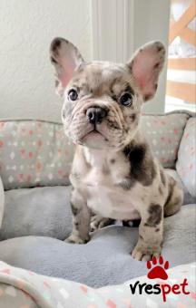 Ράτσα: Γαλλικό Μπουλντόγκ - Bulldog | Ηλικία: 2 μηνών | Φύλο: Θηλυκό | Αρ. Microchip: 985113009875955 | Ιδιώτης | Εκπαιδευμένο | Pedigree | Περιοχή: Αθήνα, Αττική