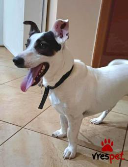 Ράτσα: Τζακ Ράσελ Τεριέ - Jack Russell Terrier | Ηλικία: 5+ | Φύλο: Αρσενικό | Αρ. Microchip: 0 | Ημίαιμο | Περιοχή: Γλυφάδα, Αττική