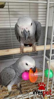 Είδος: Παπαγάλοι | Ιδιώτης | Περιοχή: Αθήνα, Αττική