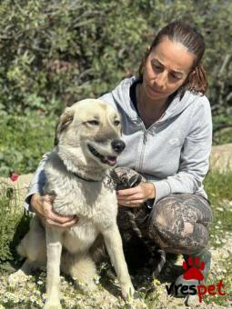 Ράτσα: Άγνωστο - Ημίαιμο | Ηλικία: 2 ετών | Φύλο: Θηλυκό | Αρ. Microchip: 000000000000008 | Περιοχή: Καλύβια Θορικού, Αττική