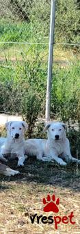 Ράτσα: Λαμπραντόρ - Labrador | Ηλικία: 8 μηνών | Φύλο: Αρσενικό | Αρ. Microchip: 9990888765776549210 | Περιοχή: Στερεά Ελλάδα