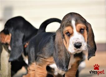Ράτσα: Μπάσετ χάουντ - Basset Hound | Ηλικία: 3 μηνών | Φύλο: Θηλυκό | Αρ. Microchip: 902809400940230 | Ιδιώτης | Εκπαιδευμένο | Pedigree | Περιοχή: Αθήνα, Αττική