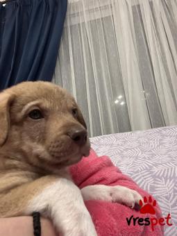 Ράτσα: Άλλη Ράτσα | Ηλικία: 2 μηνών | Φύλο: Αρσενικό | Αρ. Microchip: 9694500023215874562 | Ημίαιμο | Περιοχή: Σαρωνικός, Αττική