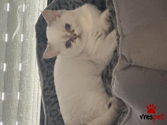 Ράτσα: Βρετανική Κοντότριχη | Ηλικία: 4 μηνών | Φύλο: Θηλυκό | Αρ. Microchip: 901001000218123 | Ιδιώτης | Pedigree | Περιοχή: Καλύβια Θορικού, Αττική