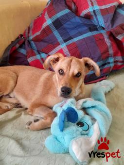 Ράτσα: Λαμπραντόρ - Labrador | Ηλικία: 7 μηνών | Φύλο: Αρσενικό | Αρ. Microchip: 94000063251425 | Ημίαιμο | Περιοχή: Λαυρεωτική, Αττική