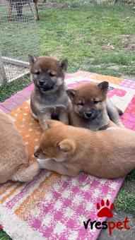 Ράτσα: Σαρ Πέι - Shar pei | Ηλικία: 3 μηνών | Φύλο: Αρσενικό | Αρ. Microchip: 985113215475955 | Ιδιώτης | Εκπαιδευμένο | Pedigree | Περιοχή: Αθήνα, Αττική