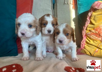 Ράτσα: Άλλη Ράτσα | Ηλικία: 3 μηνών | Φύλο: Αρσενικό | Αρ. Microchip: 43435676643432 | Ιδιώτης | Pedigree | Περιοχή: Αθήνα, Αττική