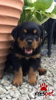 Ράτσα: Ροτβάϊλερ - Rottweiler | Ηλικία: 2,5 μηνών | Φύλο: Θηλυκό | Αρ. Microchip: 902789027802094 | Ιδιώτης | Εκπαιδευμένο | Pedigree | Περιοχή: Αθήνα, Αττική