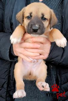 Ράτσα: Άγνωστο - Ημίαιμο | Ηλικία: 2 μηνών | Φύλο: Θηλυκό | Αρ. Microchip: 0000000 | Περιοχή: Κορδελιό Εύοσμος, Θεσσαλονίκη