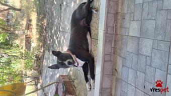 Ράτσα: Πίτ μπούλ - pitbull | Ηλικία: 5+ | Φύλο: Θηλυκό | Αρ. Microchip: 94000002611267 | Περιοχή: Μεταμόρφωση, Αττική