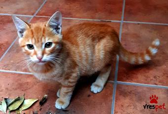 Ράτσα: Άγνωστο - Ημίαιμο | Ηλικία: 3 μηνών | Φύλο: Αρσενικό | Αρ. Microchip: 0 | Περιοχή: Νεάπολη Συκεές, Θεσσαλονίκη