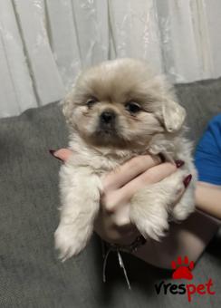 Ράτσα: Πεκινουά - Pekignese | Ηλικία: 2 μηνών | Φύλο: Αρσενικό | Αρ. Microchip: 1 | Περιοχή: Κομοτηνή, Θράκη