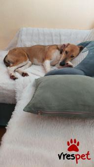 Ράτσα: Μπίγκλ - Beagle | Ηλικία: 1 έτους | Φύλο: Θηλυκό | Αρ. Microchip: 0 | Ημίαιμο | Περιοχή: Γλυφάδα, Αττική