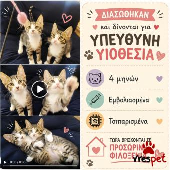 Ράτσα: Γάτα του Αιγαίου | Ηλικία: 4 μηνών | Φύλο: Αρσενικό | Αρ. Microchip:  900263006061463  - 90026350060614 | Ιδιώτης | Περιοχή: Θεσσαλονίκη, Θεσσαλονίκη