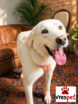 Ράτσα: Λαμπραντόρ - Labrador | Ηλικία: 3 ετών | Φύλο: Θηλυκό | Αρ. Microchip: 0 | Ημίαιμο | Περιοχή: Γλυφάδα, Αττική