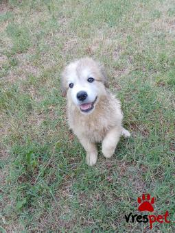 Ράτσα: Ελληνικός Ποιμενικός - Greek Shepherd | Ηλικία: 3 μηνών | Φύλο: Αρσενικό | Αρ. Microchip: - | Ημίαιμο | Περιοχή: Θεσσαλονίκη, Θεσσαλονίκη