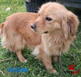 Ράτσα: Κοκόνι - Kokoni | Ηλικία: 1 έτους | Φύλο: Αρσενικό | Αρ. Microchip: 999999999999999 | Περιοχή: Αττική