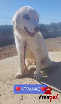 Ράτσα: Ελληνικός Ποιμενικός - Greek Shepherd | Ηλικία: 3 ετών | Φύλο: Αρσενικό | Αρ. Microchip: 000000000000000000000 | Ημίαιμο | Περιοχή: Χαϊδάρι, Αττική