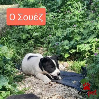Ράτσα: Άλλη Ράτσα | Ηλικία: 3 μηνών | Φύλο: Θηλυκό | Αρ. Microchip: 9012362545478 | Ημίαιμο | Περιοχή: Λαυρεωτική, Αττική