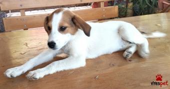 Ράτσα: Λαμπραντόρ - Labrador | Ηλικία: 2 μηνών | Φύλο: Θηλυκό | Αρ. Microchip: 0 | Ιδιώτης | Περιοχή: Βέλο, Πελλοπόνησος